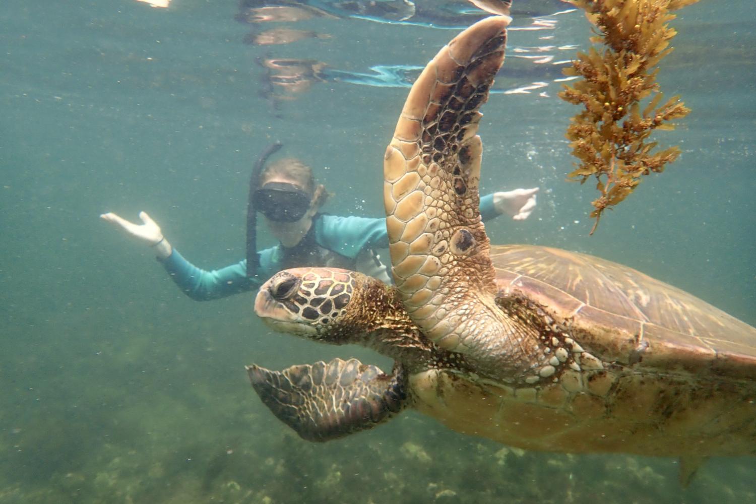 一名<a href='http://m1io.lcxjj.net'>博彩网址大全</a>学生在Galápagos群岛游学途中与一只巨龟游泳.